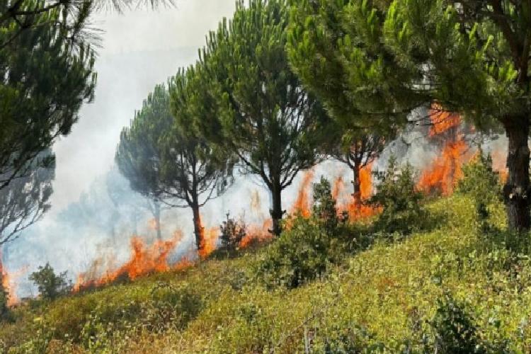 Ağaç dalının uykularını yangın kaçırıyor