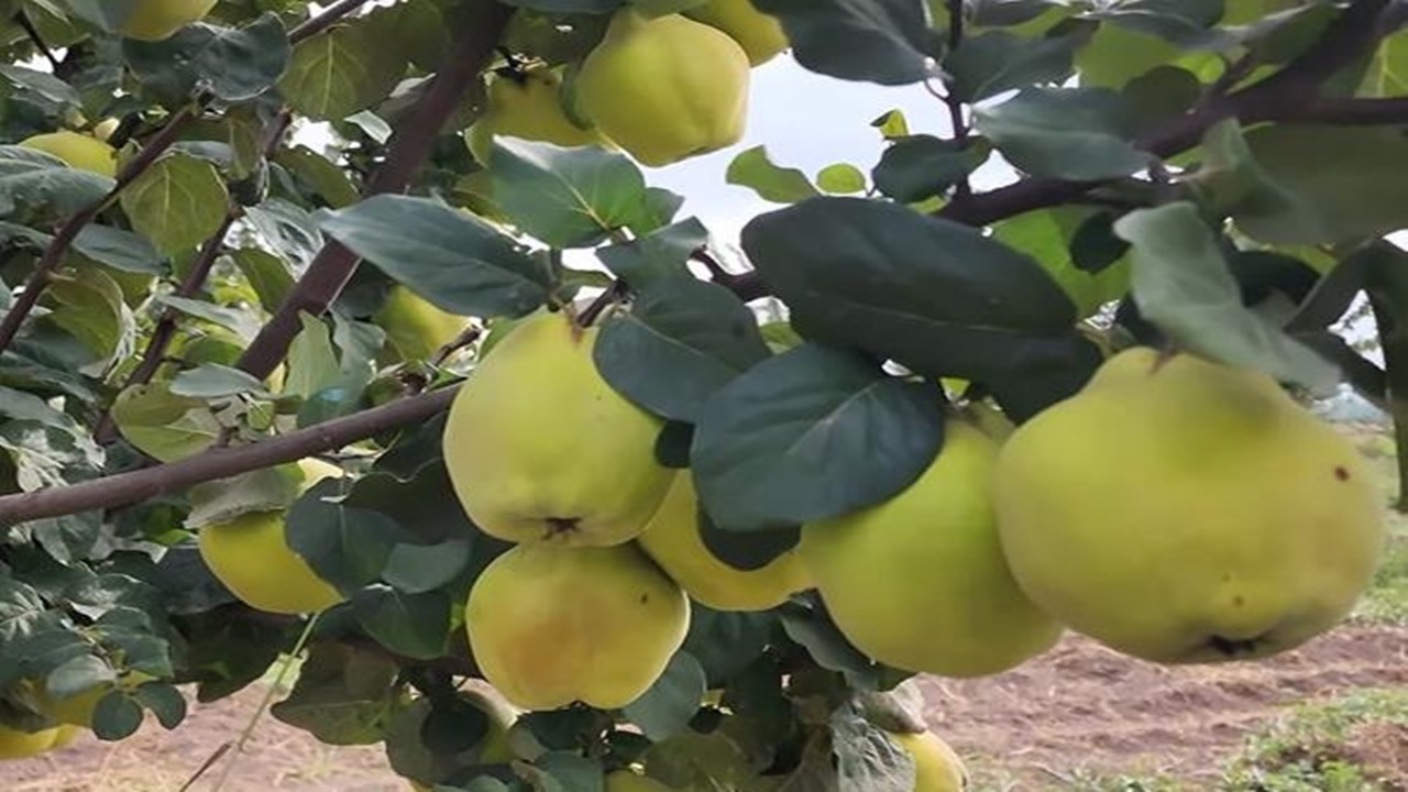 Bahçeden Ayva Çalan 3 Şüpheli Yakalandı