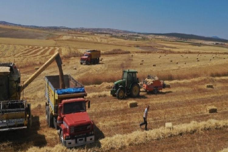 Belediyenin buğdayları un olarak dağıtılacak