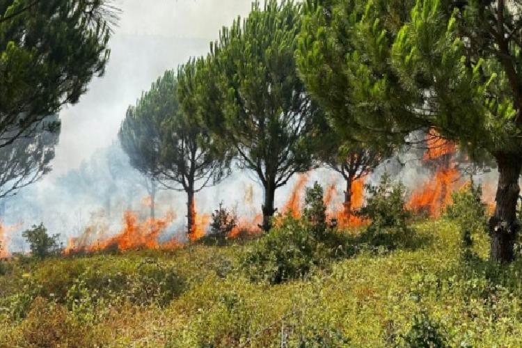 Bursa Karacabey’de ağaçlandırma alanında yangın!