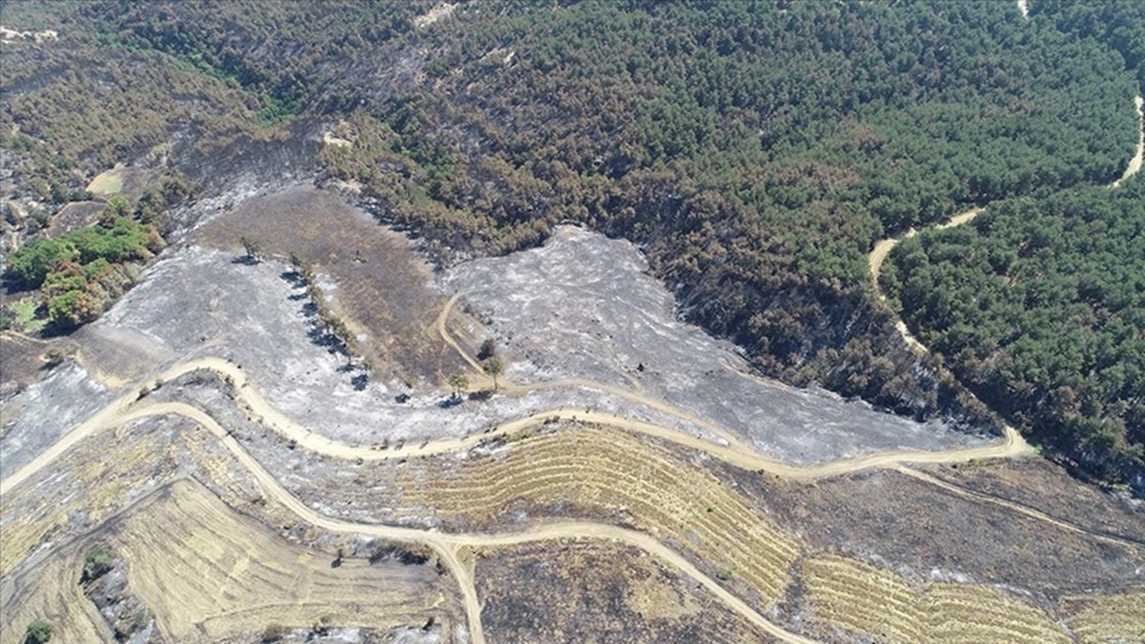 Çanakkale Yangınında 2,8 Hektar Alanın Zarar Gördü Belirlendi