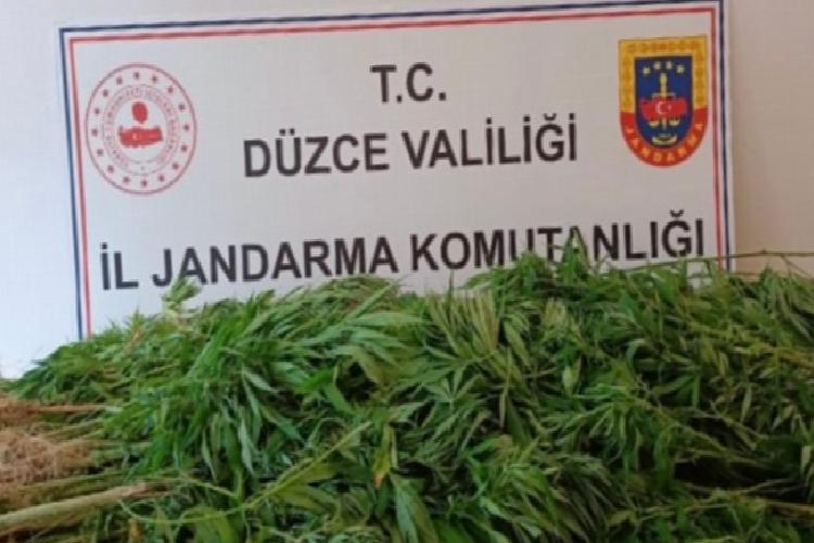 Düzce’de jandarmadan uyuşturucu operasyonu