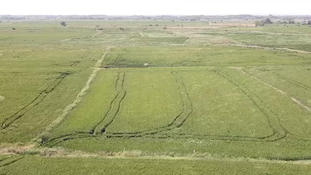 Edirne’de Kuraklık Çeltik Rekoltesini Düşürdü