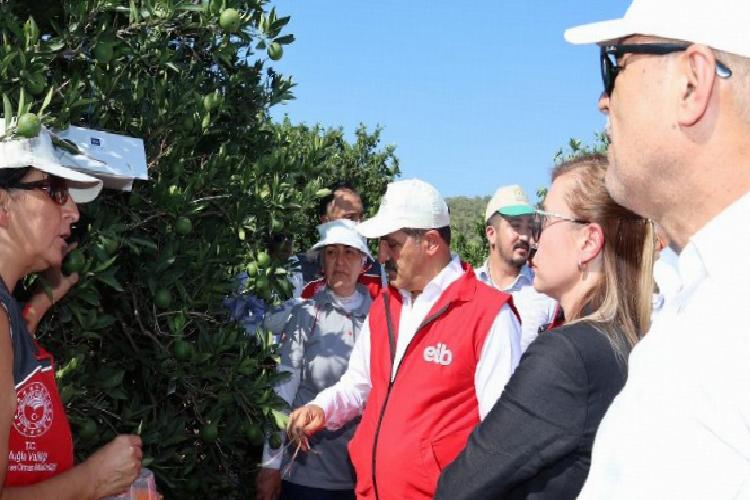 Ege ihracatçıları ‘iyi tarım uyguamalarını’ Muğla’da sürdürdü