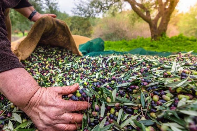 Egeli ihracatçılar: Zeytinyağı ihracatında 20 cent fon kaldırılmalı