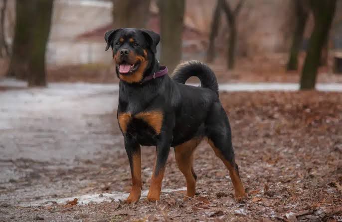 En Korumacı ve En Güçlü Köpek  Rottweiler  Hakkında Bilinmesi Gerekenler