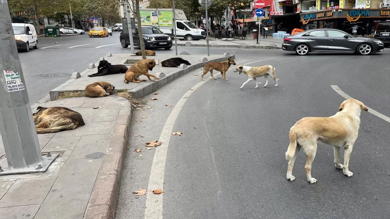 Esenyurt’ta Başıboş Köpekler Nedeniyle Mahalle Sakinleri Tedirgin