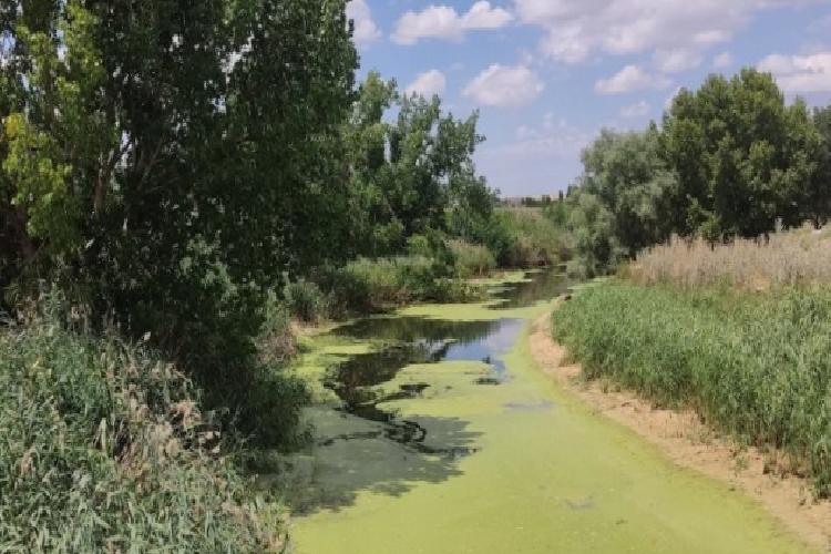 Eskişehir Porsuk Çayı yosun tuttu!