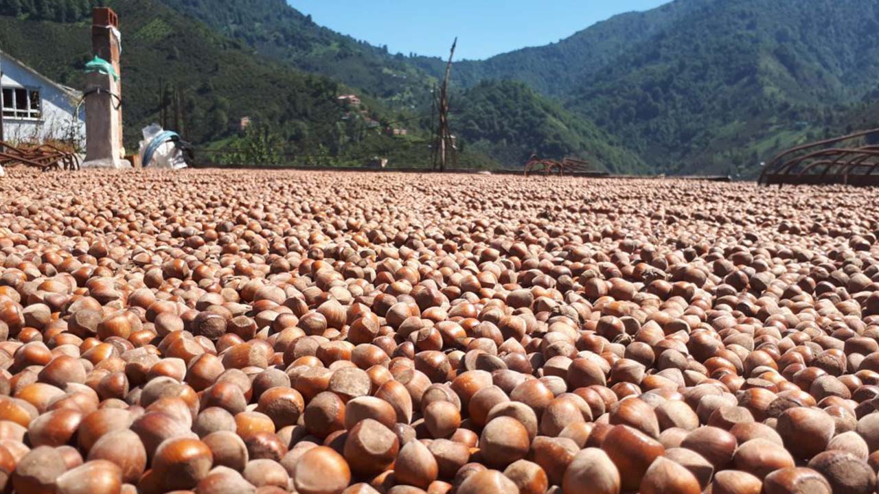 Giresun Kalite Fındığının Kilosu O Tarihte 150 Lirayı Bulacak