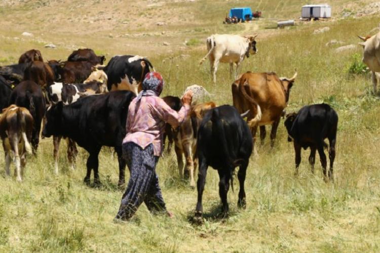 Hayvancılıkta bir ilk! Çoban haritası çıkartılıyor