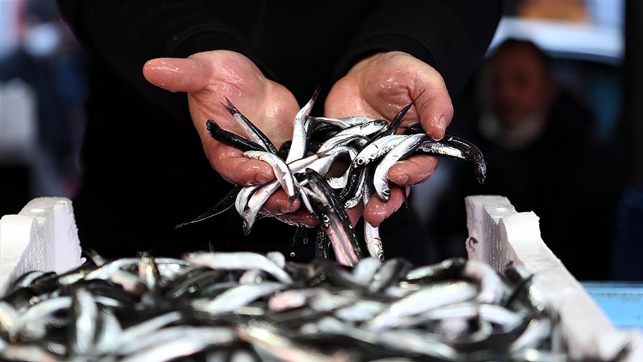 Karadeniz’de Hamsi Bolluğu Yaşanıyor! Fiyatlar Düşüşe Geçti