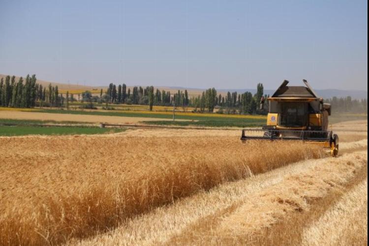 Karakılçık buğdayında hasat sevinci