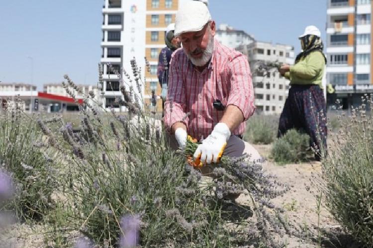 Kayseri Kocasinan’da lavanta hasadı başladı