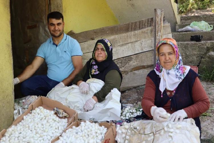 Meskenlerde üretilen 1 kilo kozadan 400 lira kazanıyorlar