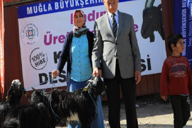 Muğla ‘Kıl Keçisi’ takviyesini sürdürüyor