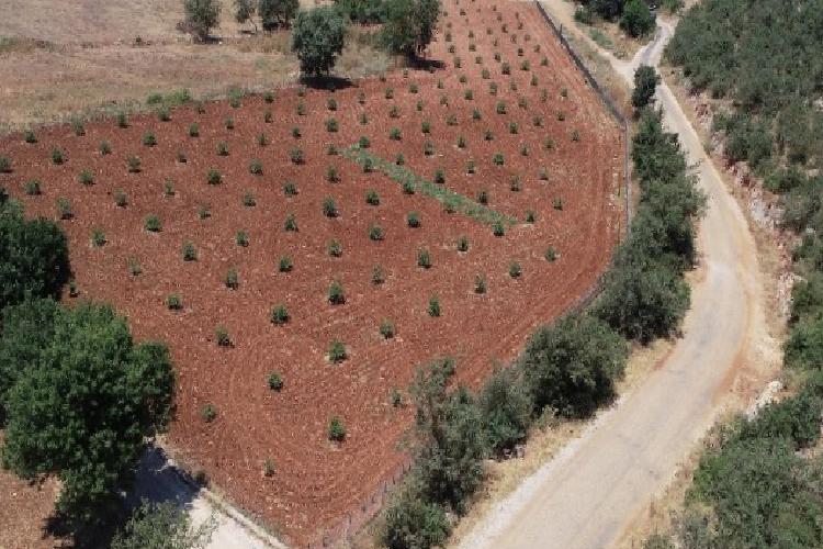 Muğla’da 230 bine yakın ağaç toprakla buluştu