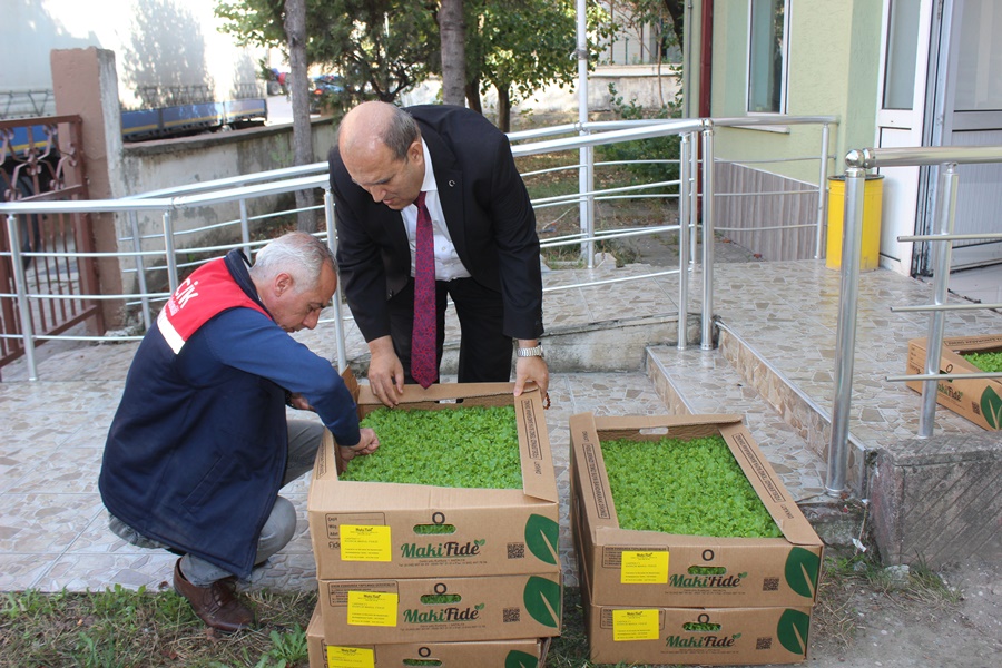 osmanelide-ciftcilere-10-bin-500-marul-fidesi-dagitildi.jpg