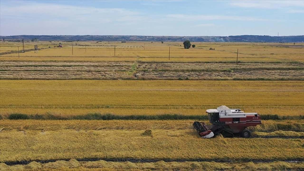 Pirinç Üretiminin Kalbi Edirne’de Hasat Başladı!