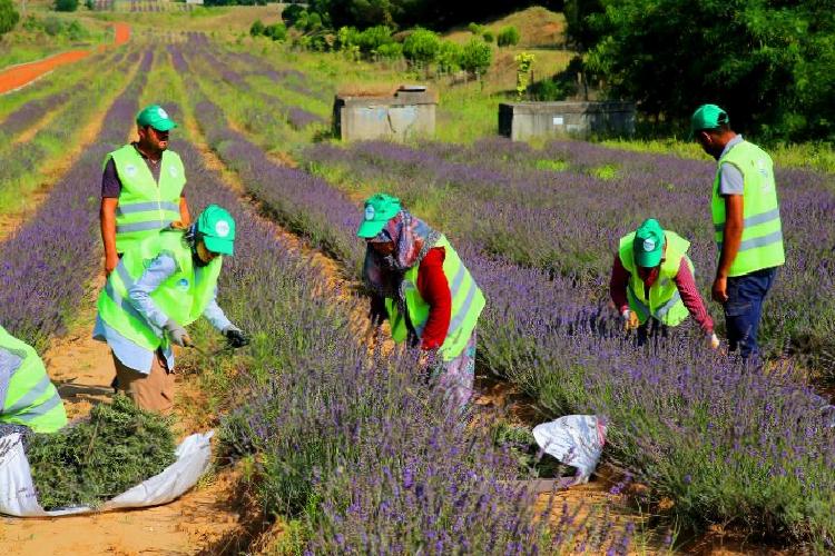 Sakarya’da ‘mor’ hasat büyülüyor