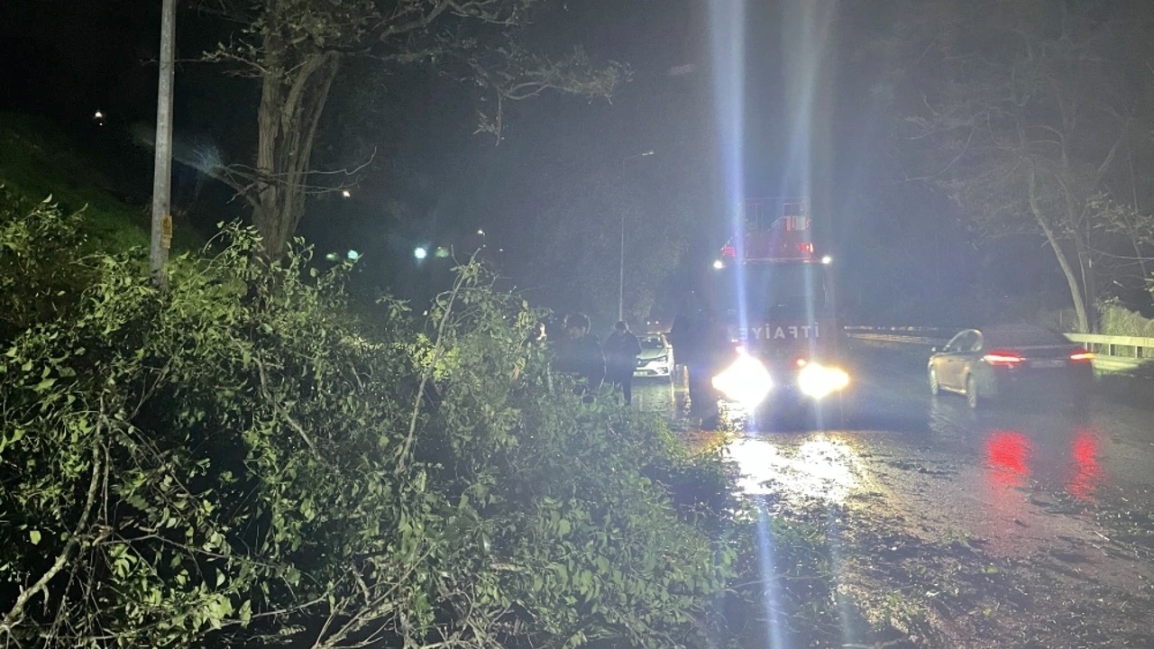 Sakarya’da Şiddetli Rüzgar Nedeniyle Yola Ağaç Devrildi