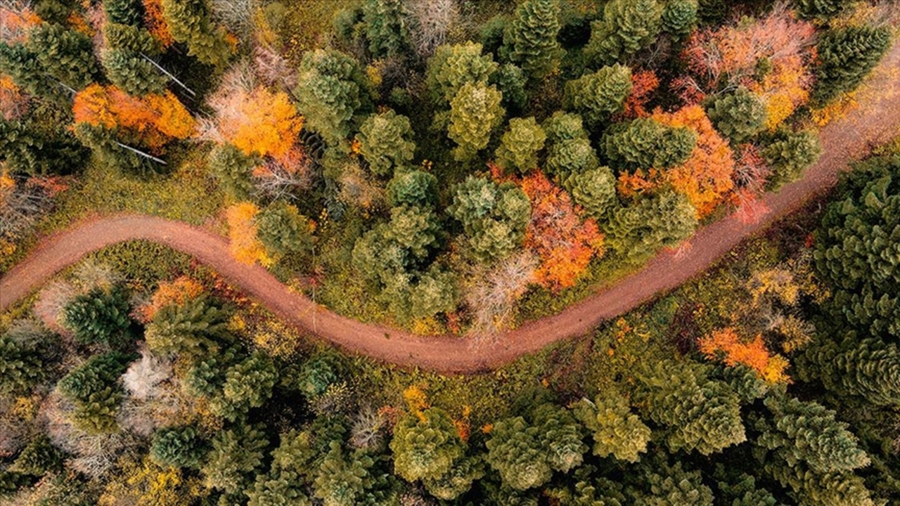 Sakarya’nın Doğal Güzelliği Çam Dağı’nda Sonbaharın Büyüsü