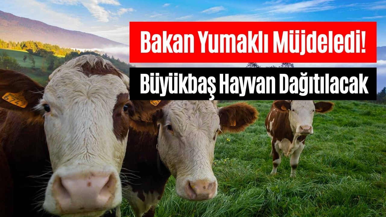 Tarım Bakanı Yumaklı Büyükbaş Hayvan Dağıtımının Başladığını Duyurdu!