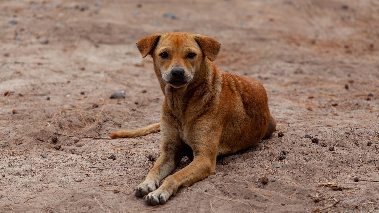 Sokak Köpekleri Toplanıyor mu