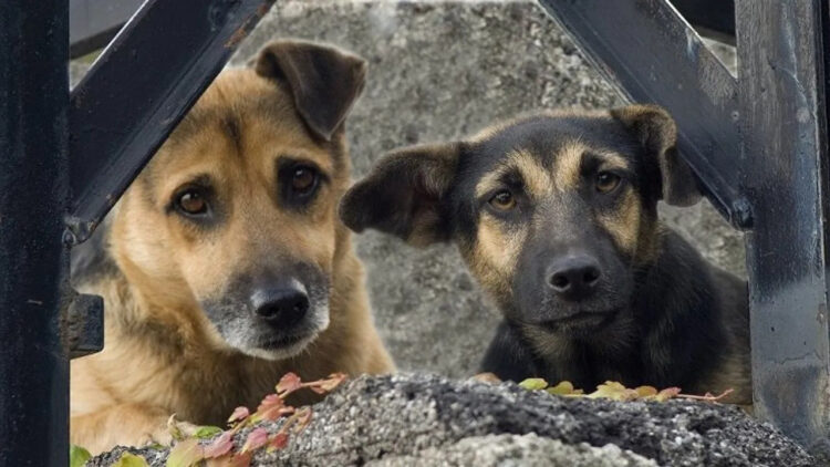 Sokak Köpekleri Toplanıyor mu