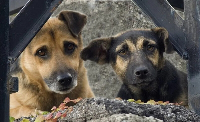 Sokak Köpekleri Toplanıyor mu