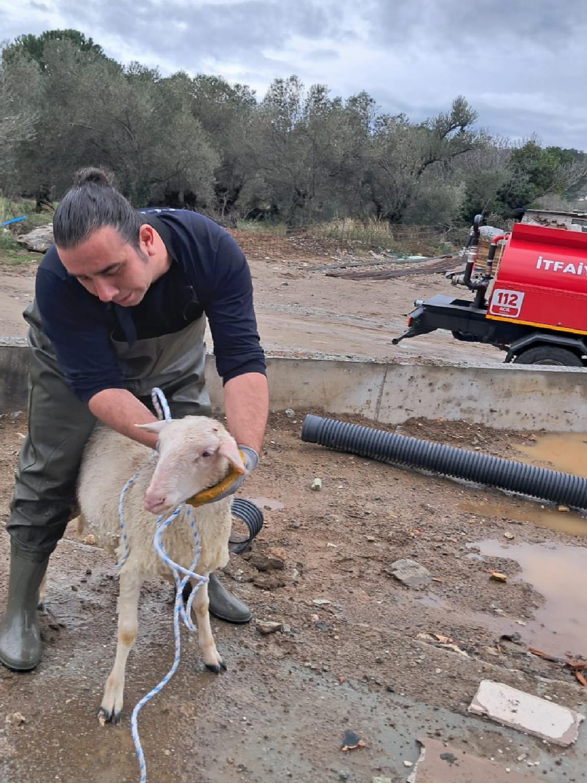 Balıkesir’e su deposunda mahsur kalan koyunu itfaiye kurtardı