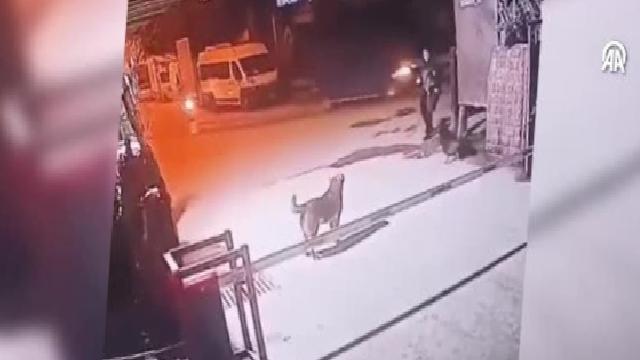 Beyoğlu’nda sahipsiz köpeklerin yolda yürüyenlere aynı noktada iki kez saldırması kamerada haberi