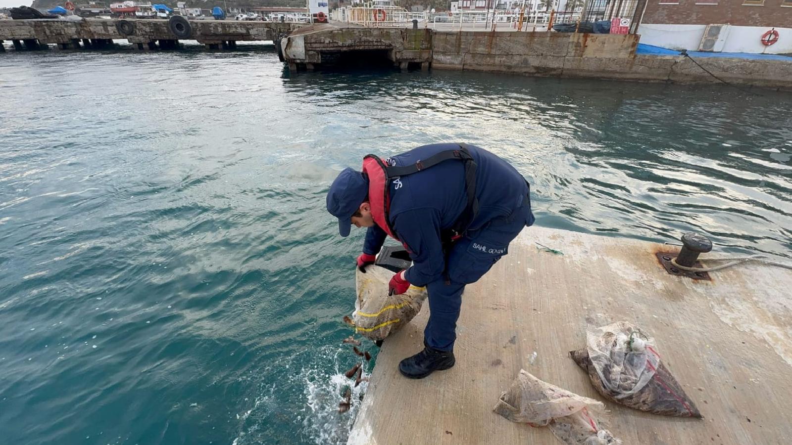 Bozcaada’da kaçak avlanan 19 çuval deniz patlıcanı denize bırakıldı haberi