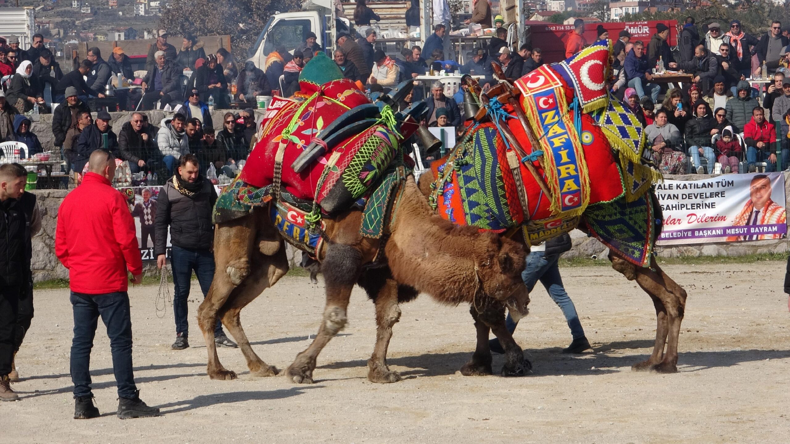 Çanakkale’de deve güreşi festivali düzenlendi haberi