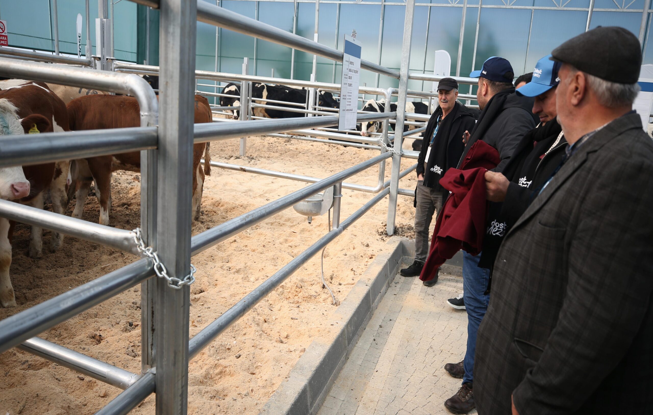 Çanakkale’de hayvan mezatında üreticilere 190 büyükbaşın aracısız olarak satışı yapıldı haberi