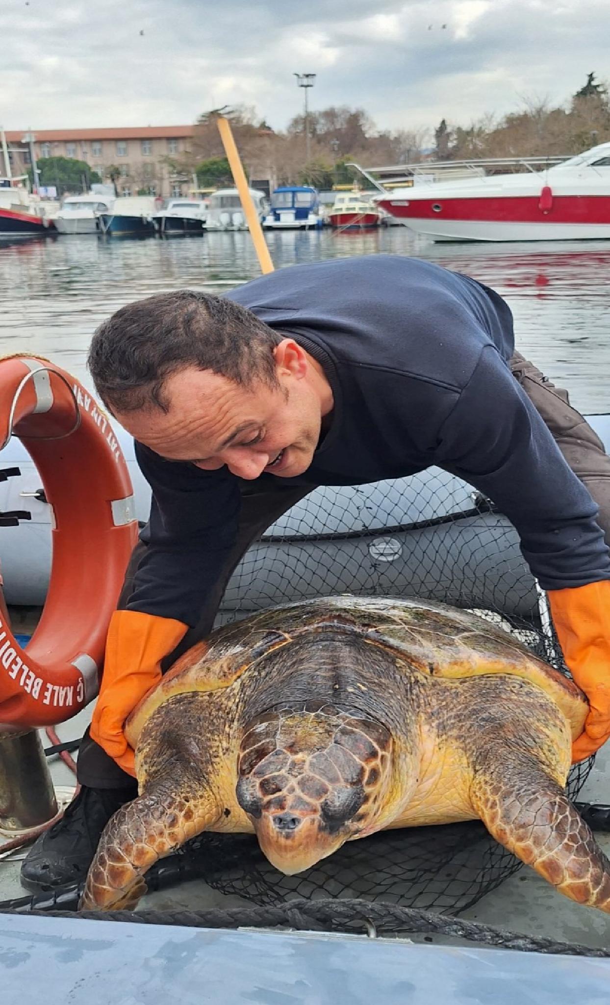 Çanakkale’de yat limanına giren 150 kilogramlık caretta caretta kurtarıldı haberi