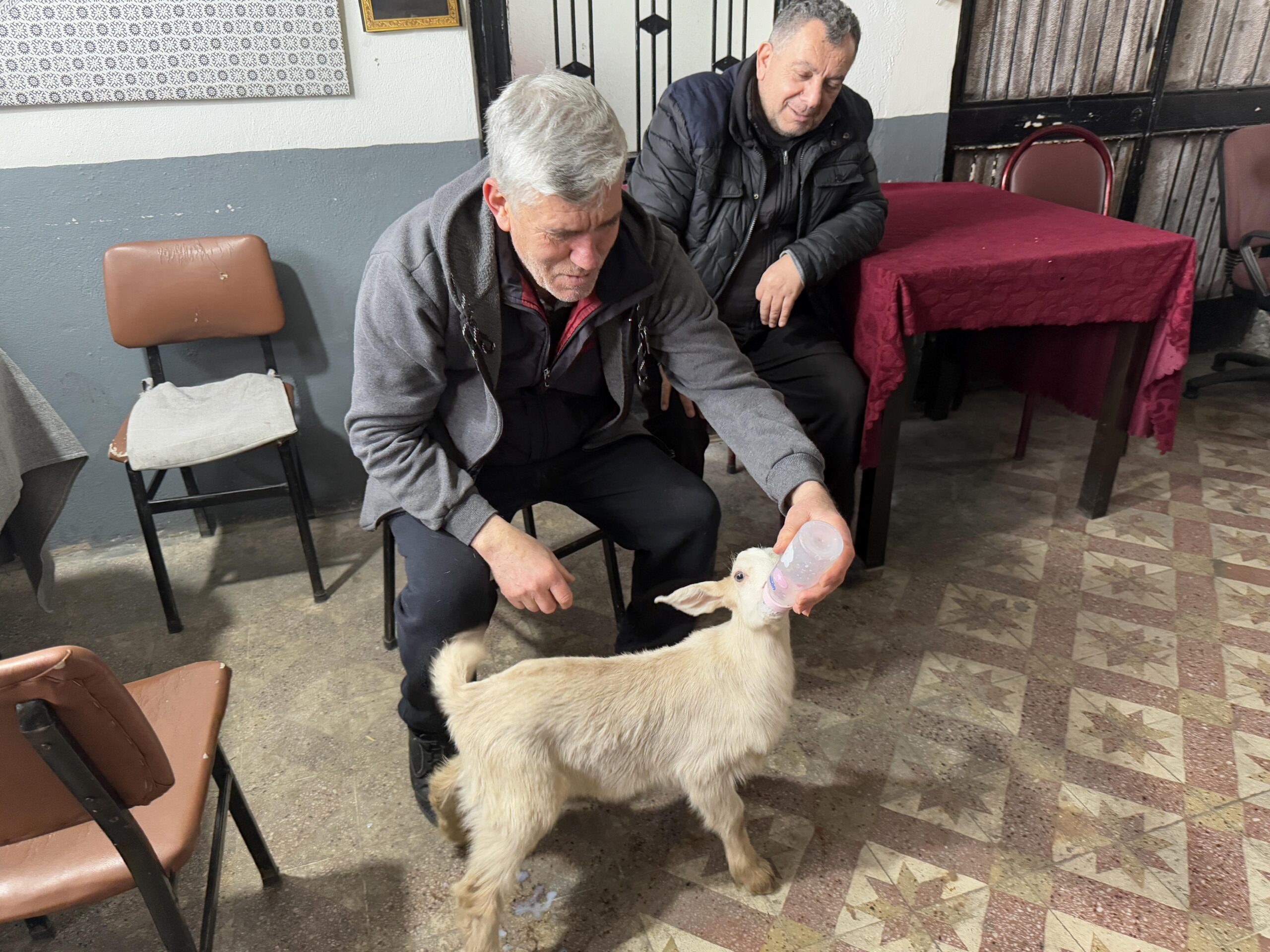 Tekirdağ’da çay ocağının maskotu oğlak “Tiryaki” semtin neşesi oldu haberi