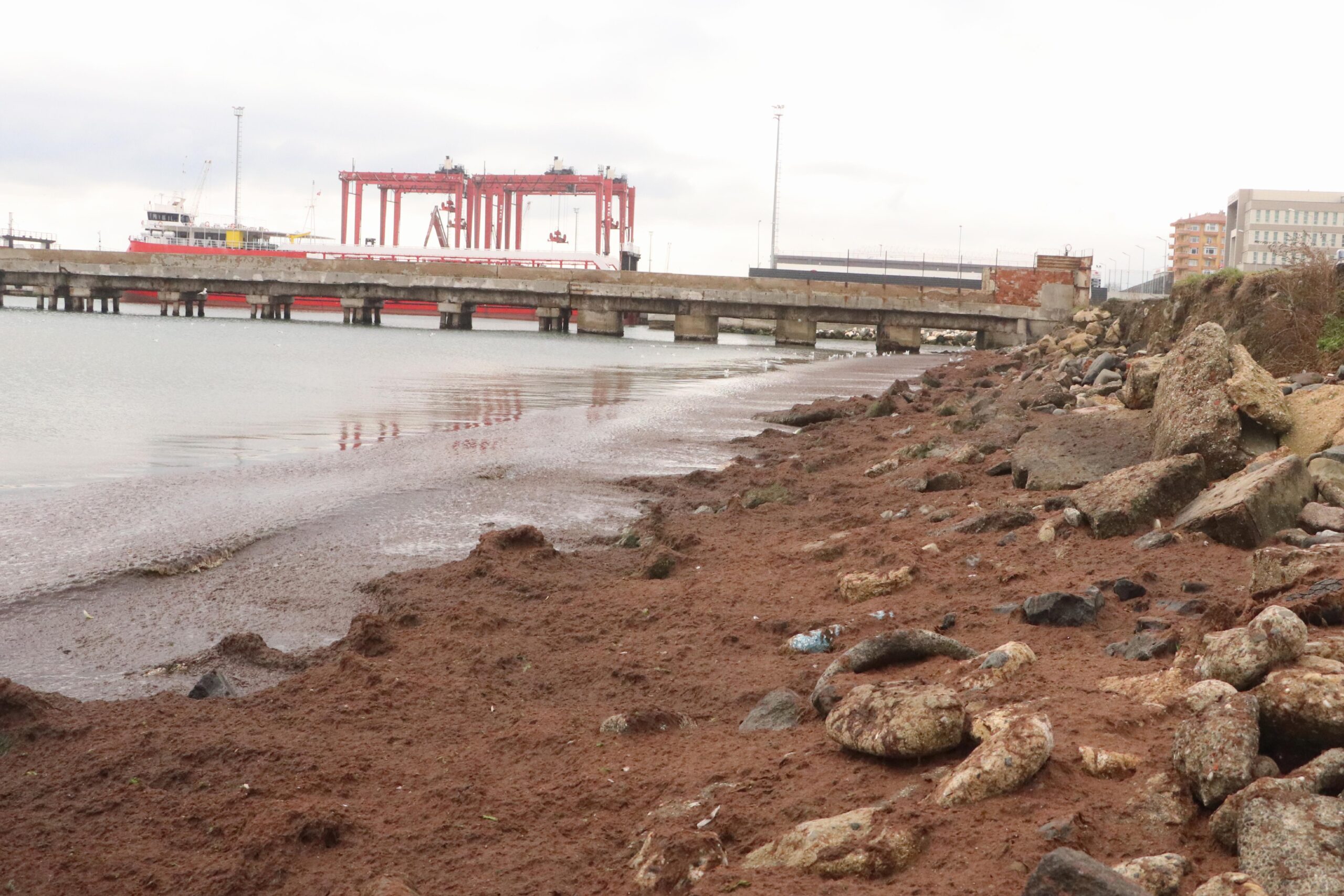 Tekirdağ’da kuvvetli rüzgar nedeniyle sahilin bir kısmına kırmızı yosun birikti haberi