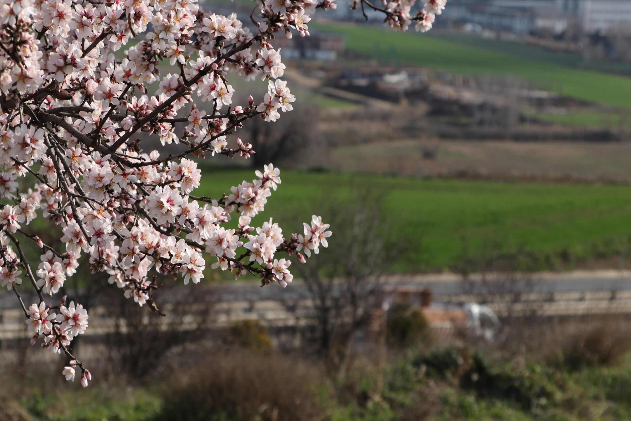 Tekirdağ’da “yalancı bahara” aldanan badem ağaçları çiçek açtı haberi