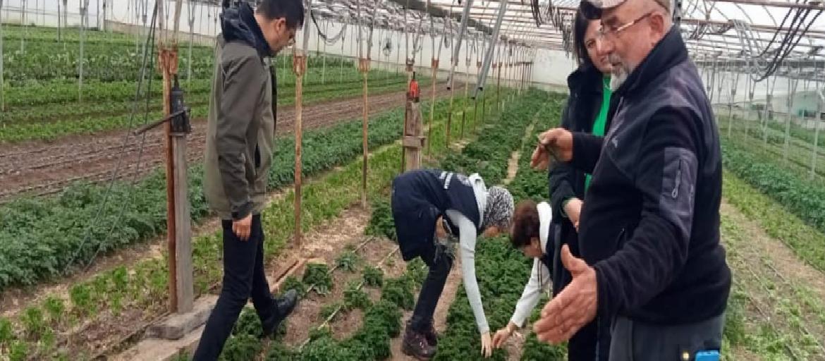 Çanakkale’de insan sağlığına zararlı otlarla mücadele başladı haberi