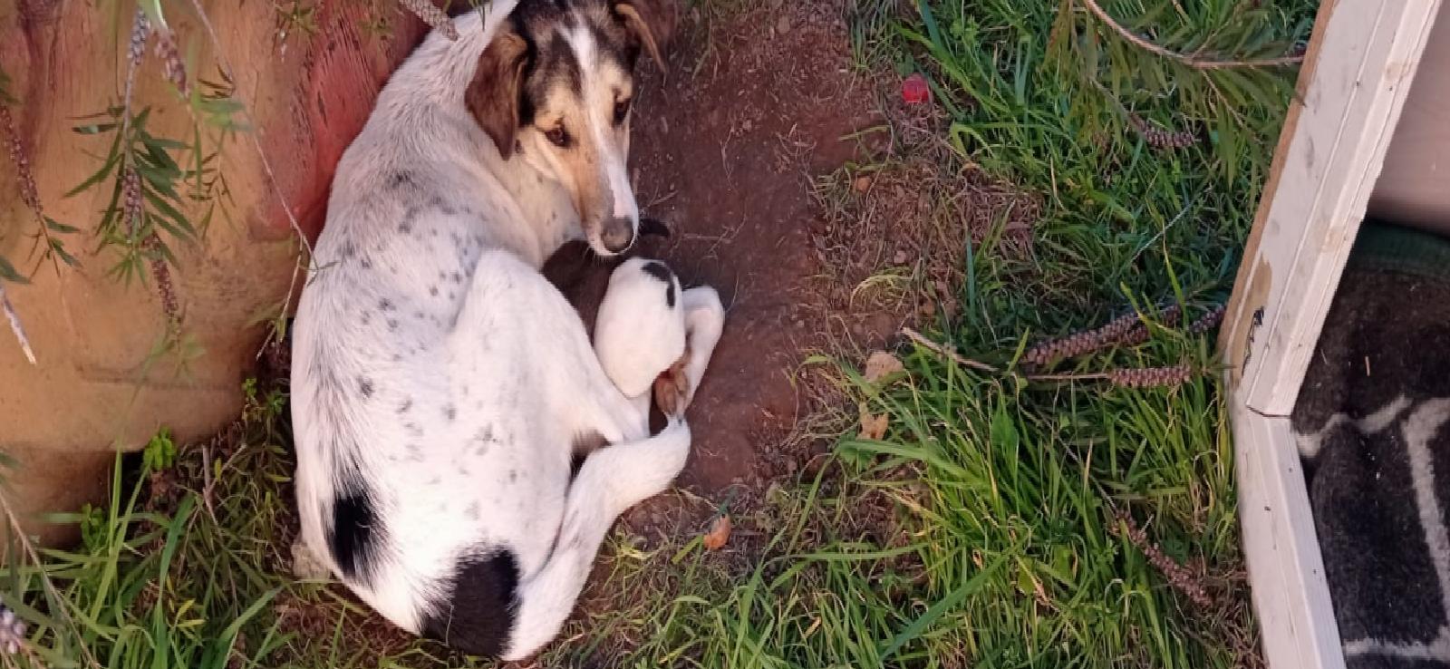 Çocukların kalp masajı yaparak kurtardığı yavru köpeğin ailesine öğretmenlerden kulübe haberi