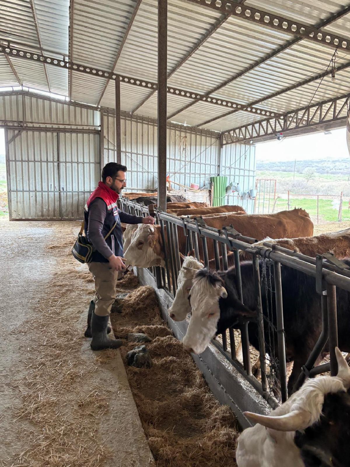 Edirne’de büyükbaş ve küçükbaş hayvanlar şap hastalığına karşı aşılanıyor haberi