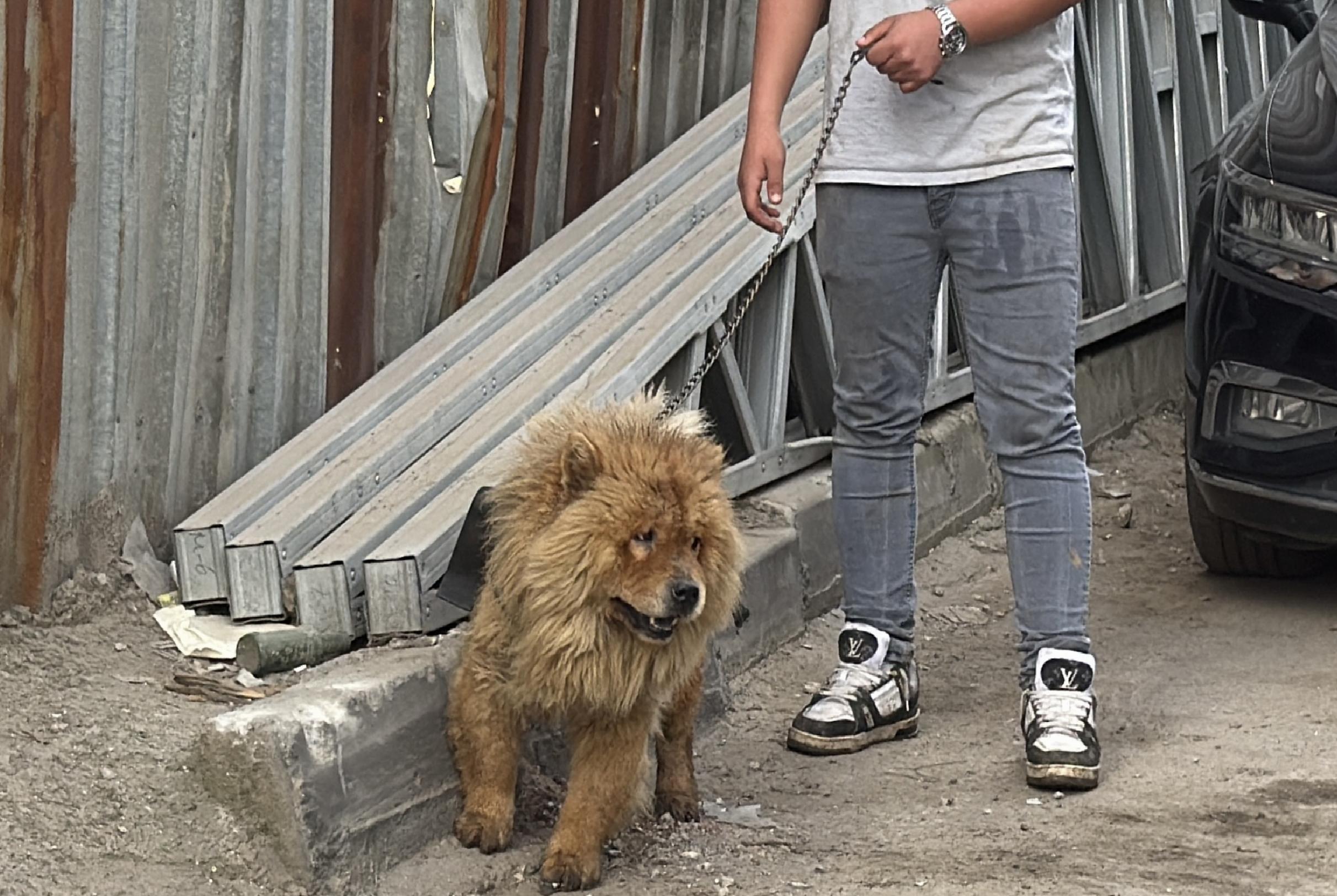 Kocaeli’de yangın çıkan depoda mahsur kalan köpeği itfaiye ekipleri kurtardı haberi