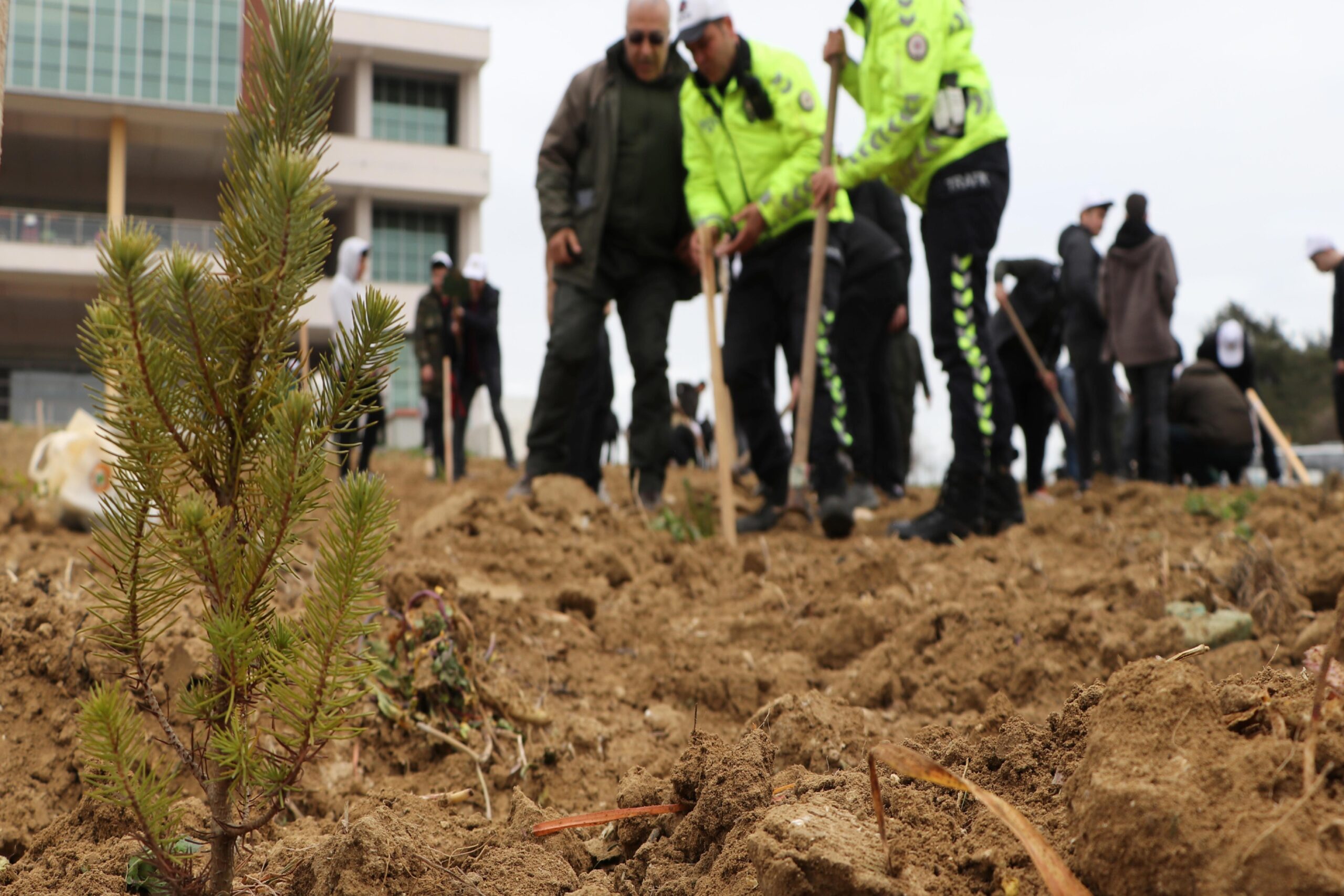 Tekirdağ’da bu yıl 300 bin fidan toprakla buluşacak haberi