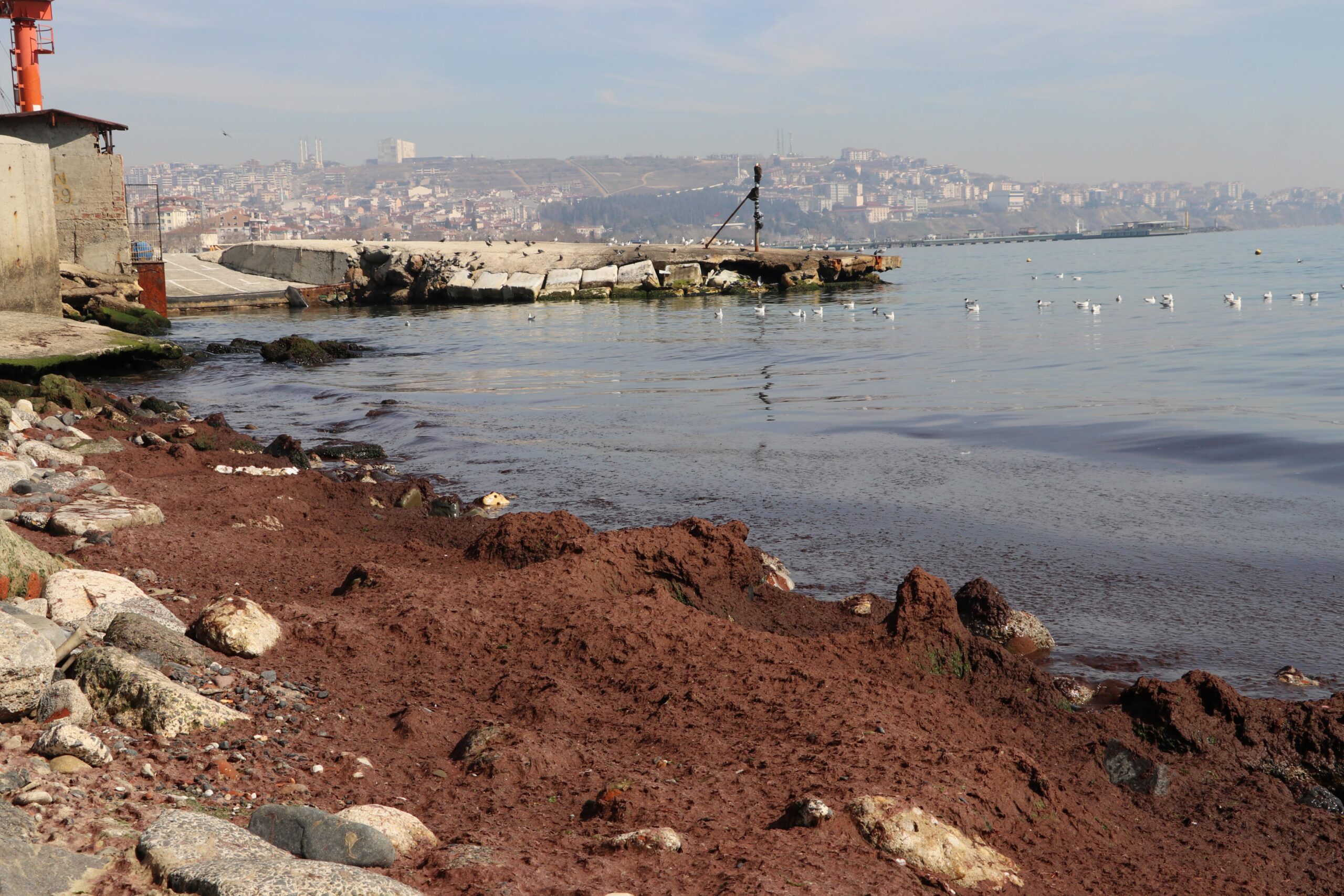 Tekirdağ’da kuvvetli rüzgar nedeniyle sahilin bir kısmına kırmızı yosun birikti haberi